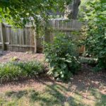 removing-weeds-and-unwanted-plants before