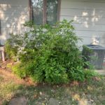 removing-weeds-and-unwanted-plants before