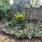 removing-weeds-and-unwanted-plants before